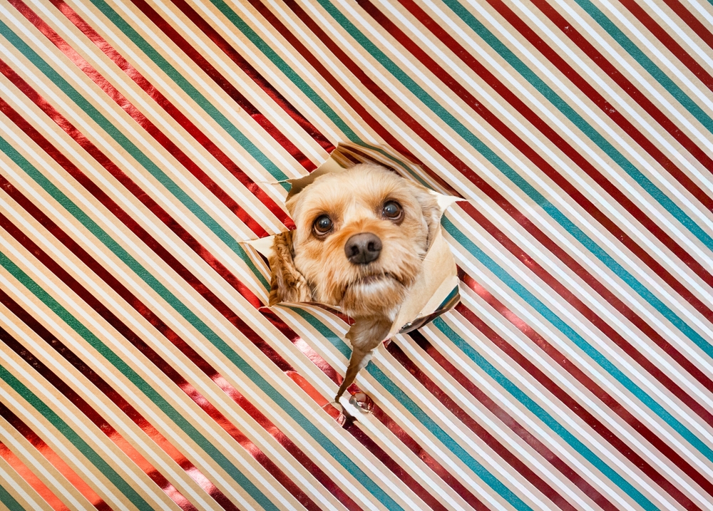 Kalėdinės fotosesijos idėja su šuniu